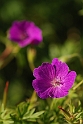 Geraniums